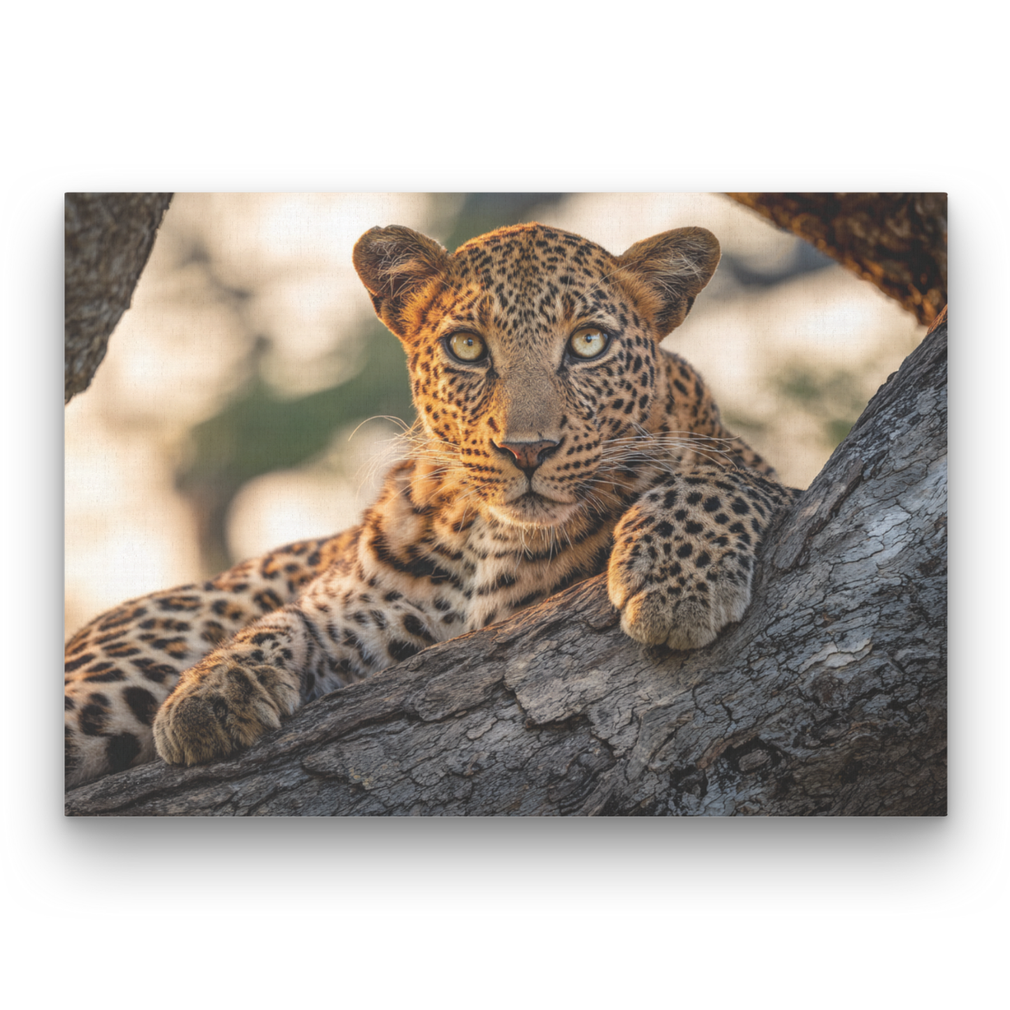 Resting Leopard Leinwandbild