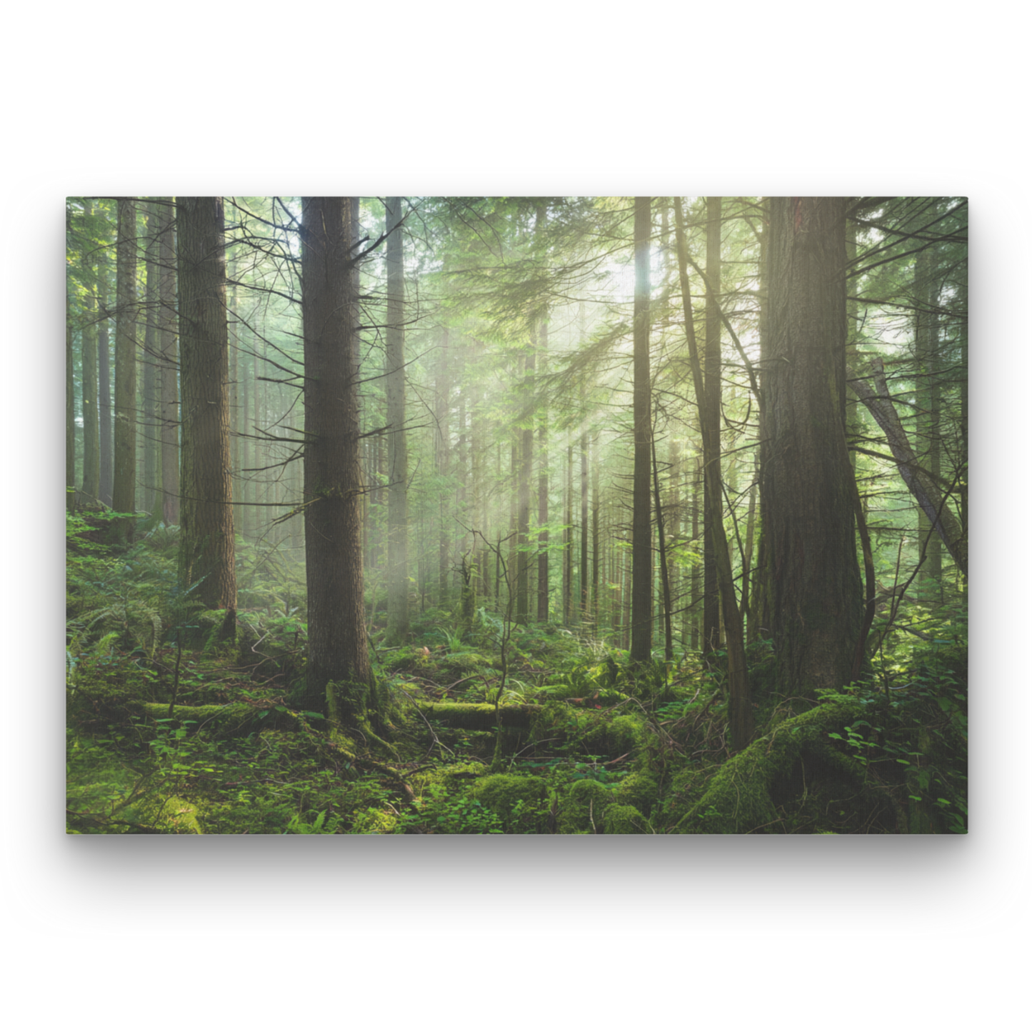 Forest Whisper Leinwandbild