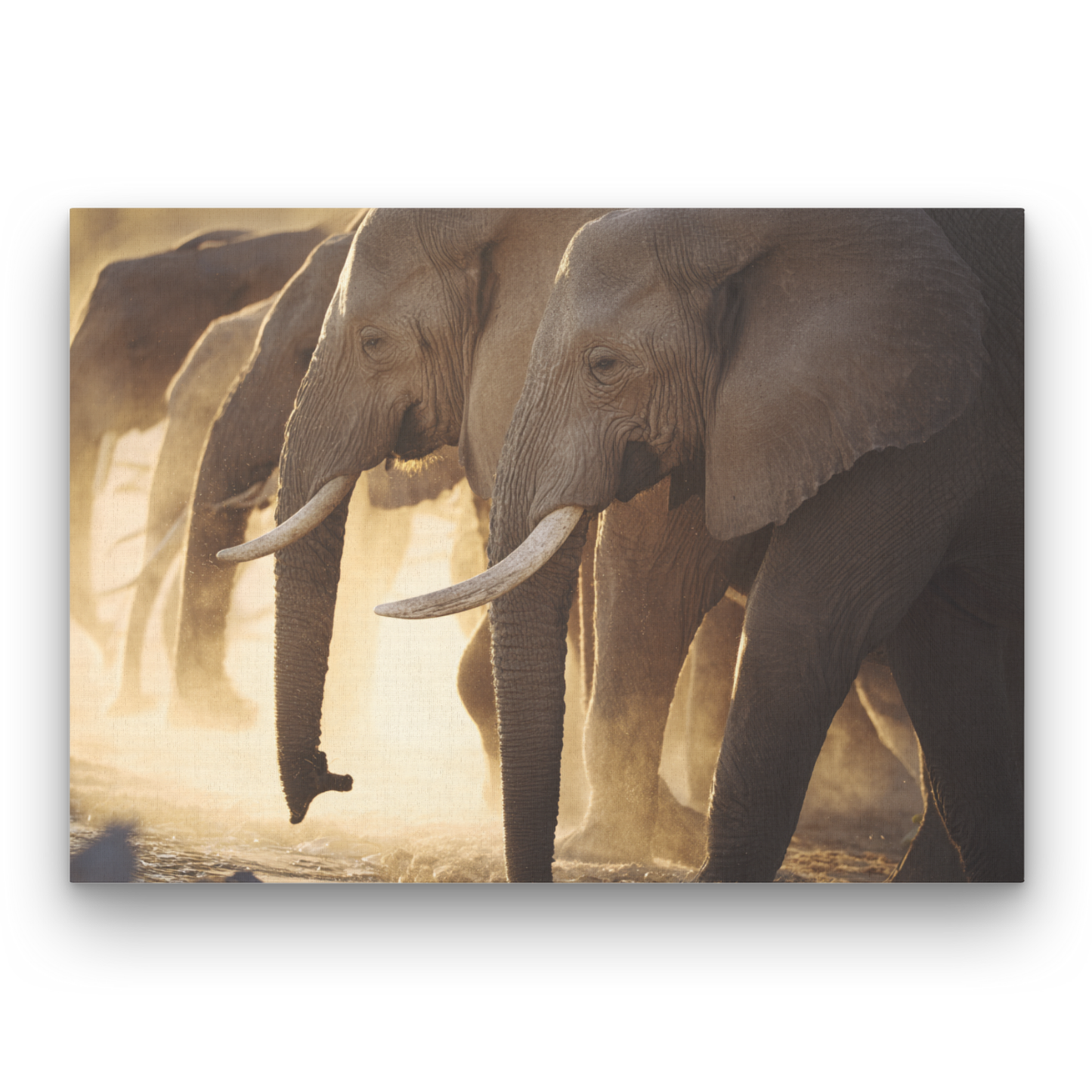 African Elephants Leinwandbild
