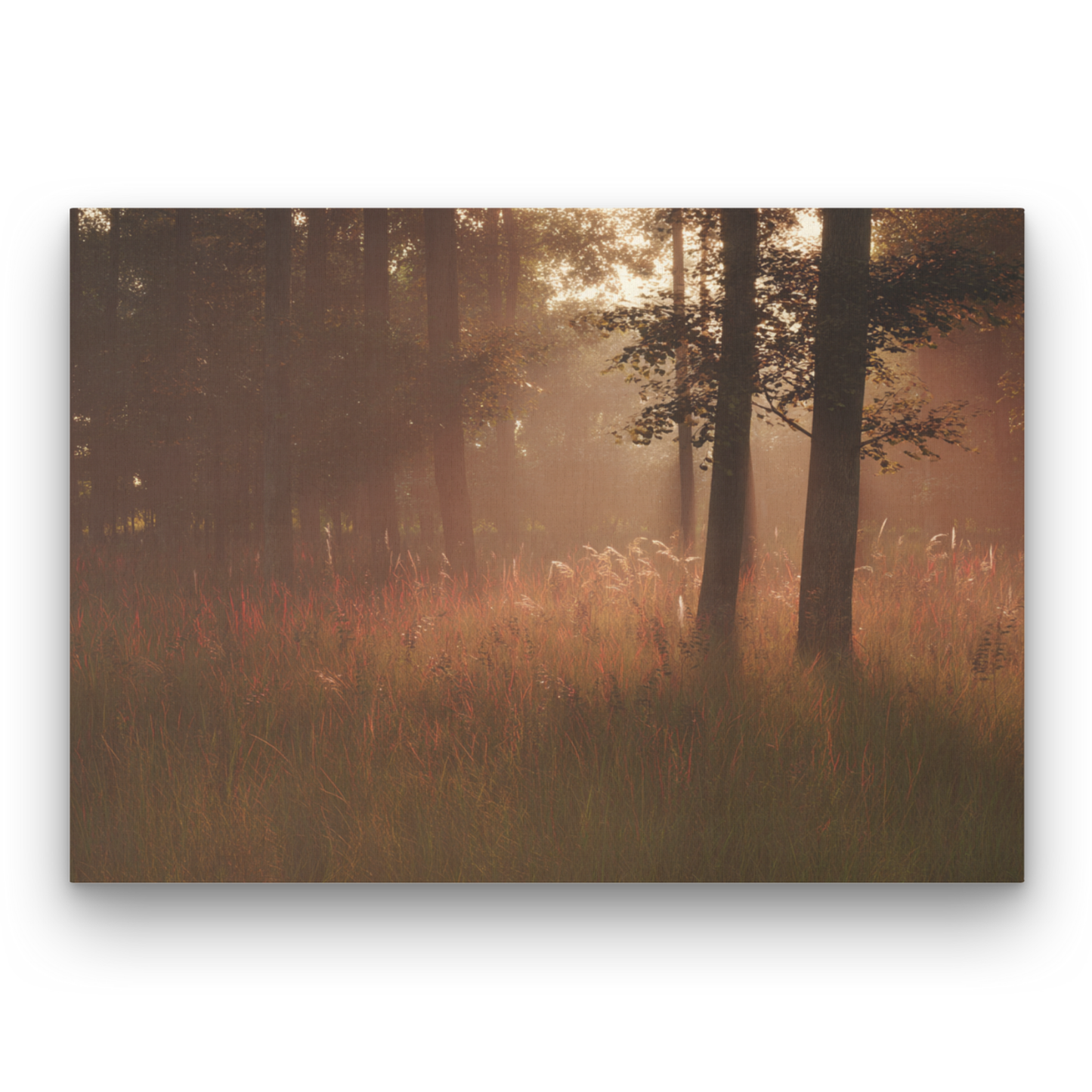 Morning Glow Leinwandbild